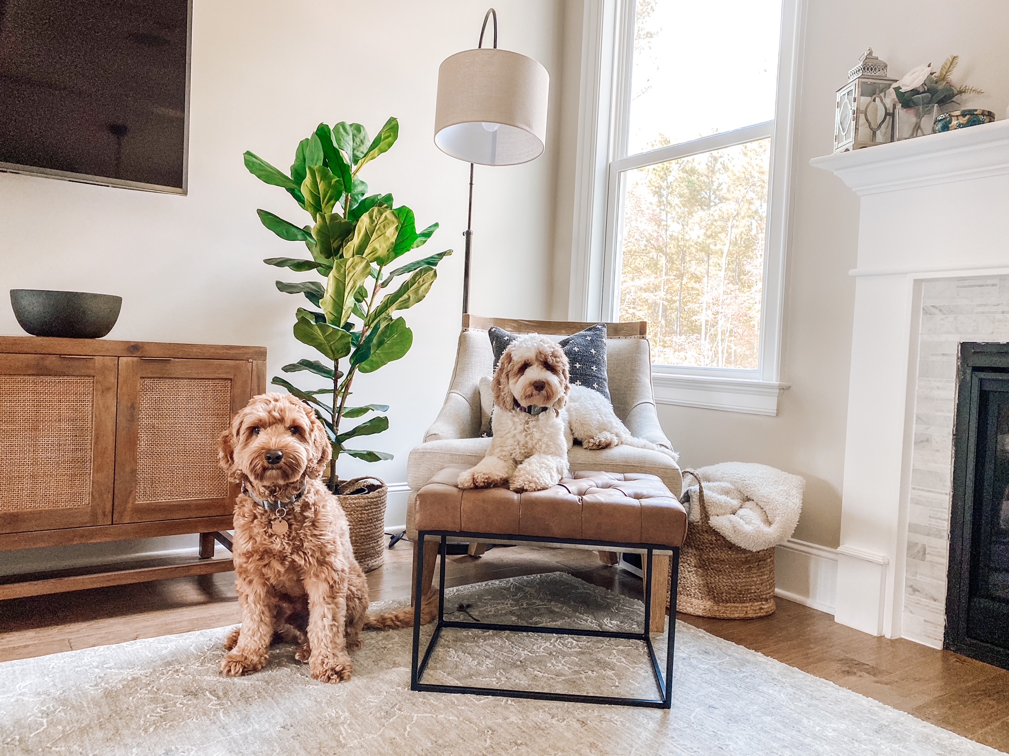 living room dog furniture